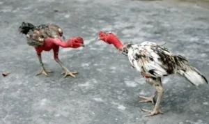 Đá Gà WS168 Tại S666