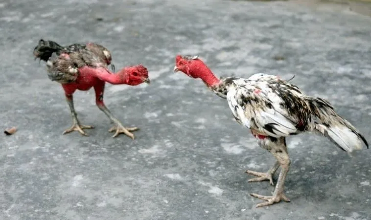 Đá Gà WS168 Tại S666