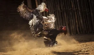 Đá Gà Sabong Tại S666