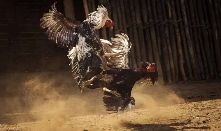 Đá Gà Sabong Tại S666